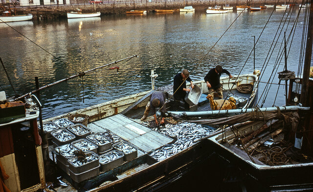 Early morning in West Looe ca 1960 - bringing home the catch  (3)