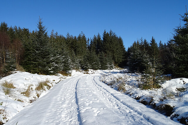 Forest Road in Snow
