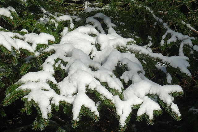 Snow on Sitka Spruce