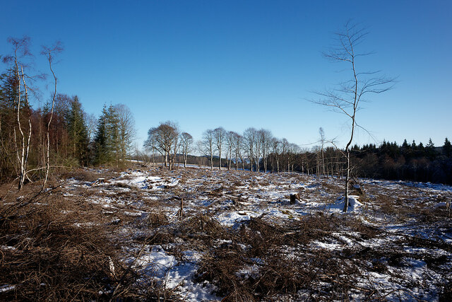 Cleared area of Shantullich Wood