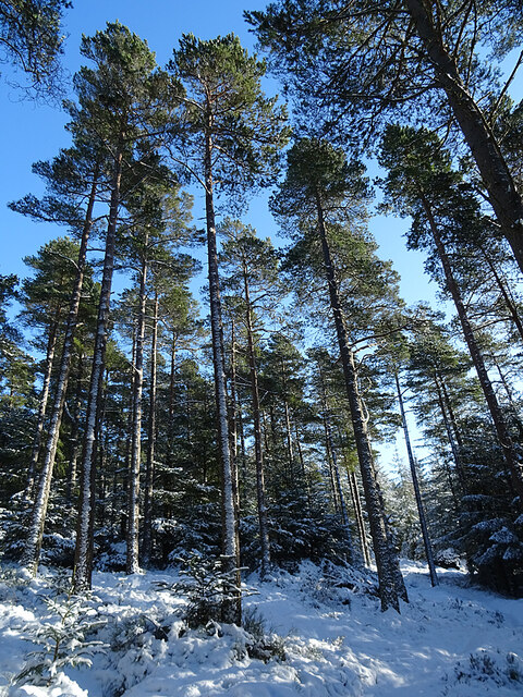 Scots Pines (Pinus sylvestris)