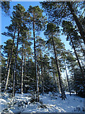 NJ3756 : Scots Pines (Pinus sylvestris) by Anne Burgess