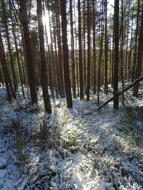 Sunlight and Snow