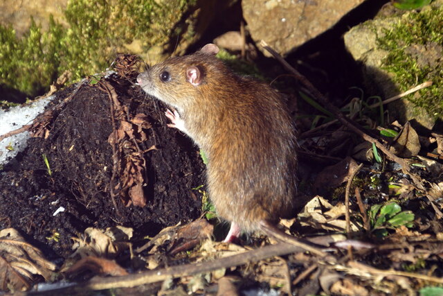 Brown Rat (Rattus norvegicus), Baltasound