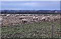 Sheep near Dadlington