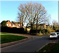 Deciduous trees on a Malpas corner in winter, Newport