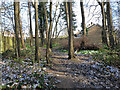 Path, woodland east of Loppets Road Playing Fields