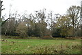 TQ5738 : Tunbridge Wells Common by N Chadwick