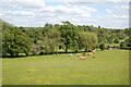 Cattle in pasture