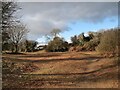 Cleared area at Newton Burrows