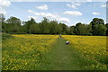 Meadow covered in buttercups