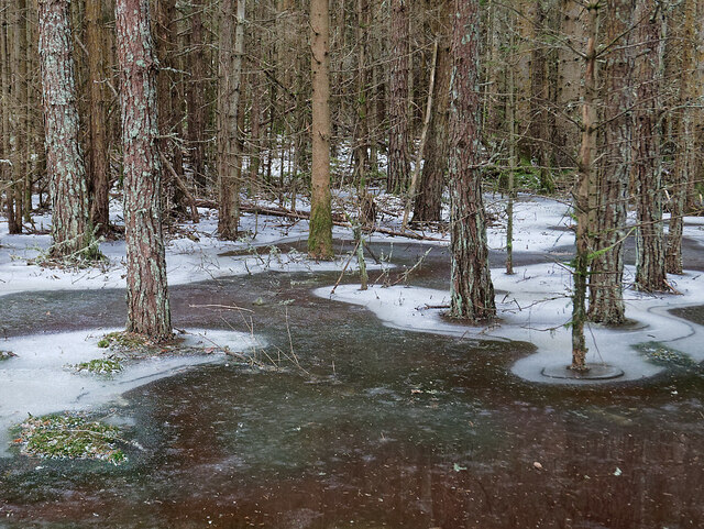 Large area of frozen bog, Bellton Wood