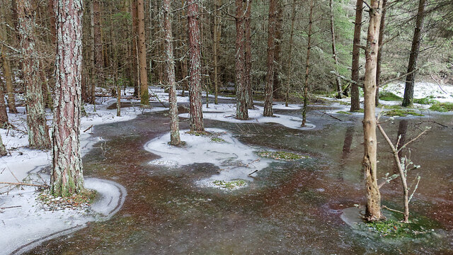 Frozen bog area in Bellton Wood