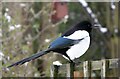 SJ9593 : Magpie (Pica pica) by Gerald England