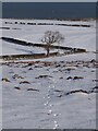 NT7572 : Tracks in the Snow by Jennifer Petrie