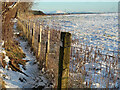 Boundary fence of Carscallan Quarry, Quarter