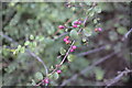 TF0820 : Winter flower buds by Bob Harvey