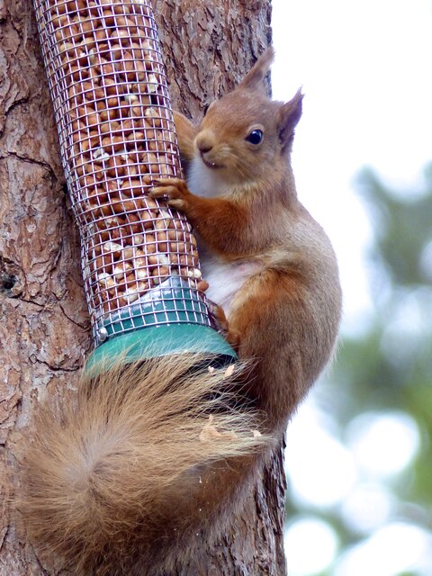 Red squirrel at RSPB Loch Garten