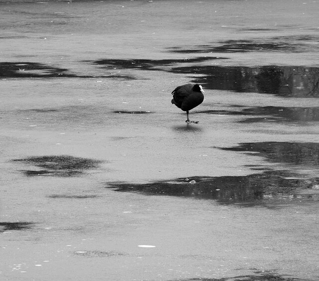 Solitary coot on a frozen pond