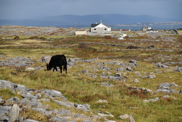 Cow grazing on limestone pasture