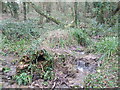 Trickling in Tynemoor Wood