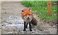 ST8180 : Fox, Acton Turville, Gloucestershire 2021 by Ray Bird