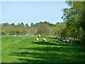 Sheep, field east of A29 Bury Road