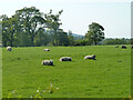 Sheep, field west of A29 Bury Road