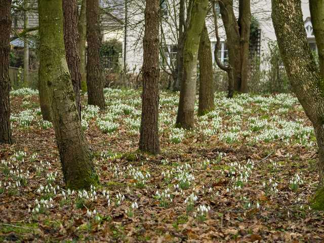 Snowdrops by Cugley Cottage, 1