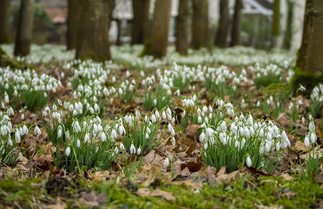 Snowdrops by Cugley Cottage, 2