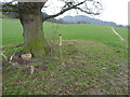 SJ4106 : Waymarker post in the field next to an Oak tree by Jeremy Bolwell