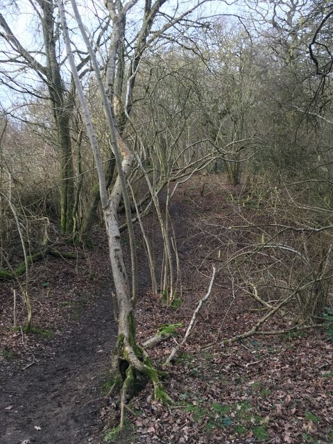 Path within Well's Copse
