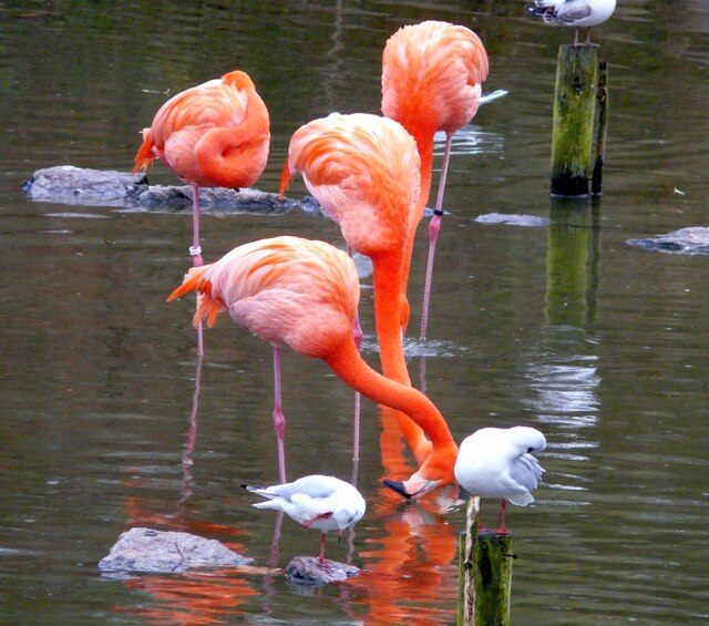 Caribbean flamingos