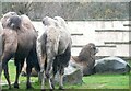SD3335 : Camels at Blackpool Zoo by Gerald England