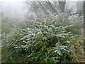 Frosty bush