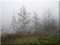 Trees in fog