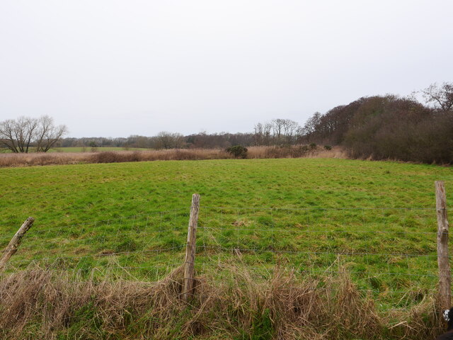 Grassy area in front of Reedbed © David Pashley cc-by-sa/2.0 ...