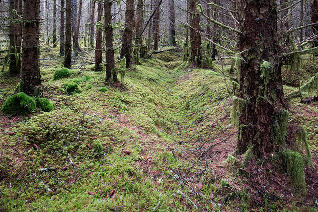 Spruce in Bellton Wood, Black Isle
