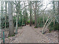 Fairly new path through Forge Wood