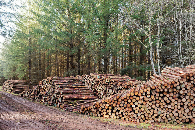 Wood piles in Bellton Wood
