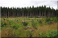 NH7548 : Cleared forest, High Wood by Craig Wallace