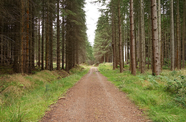 Forest track, High Wood