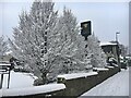 Snow covered trees in the Prince of Wales car park