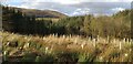 Clearfell above Langholm