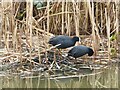 SJ3398 : Coots (Fulica) nest building on the Leeds to Liverpool canal by Norman Caesar