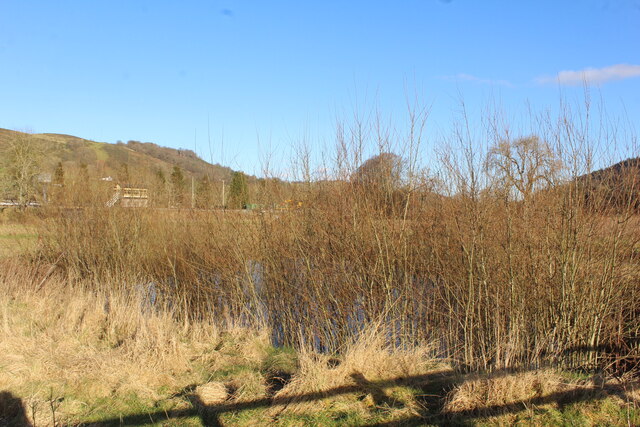 Copse and pond beside Corwen Station