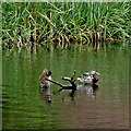 Canal ducks near Buckpool, Dudley