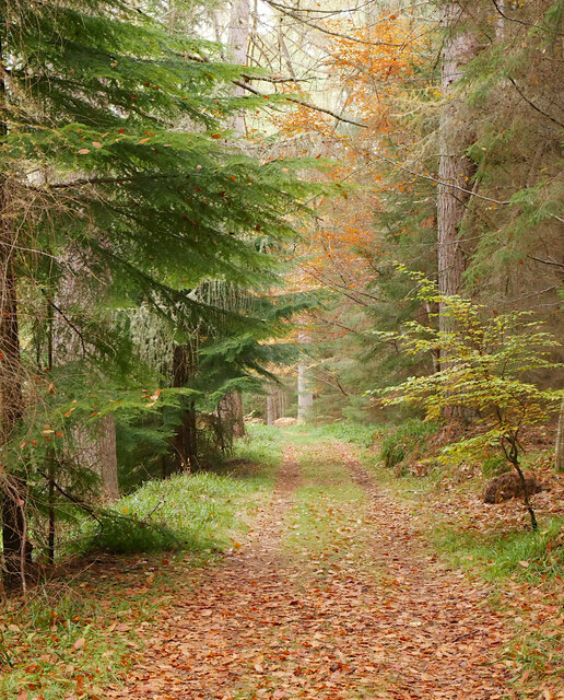 Path, Cawdor Wood