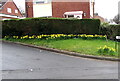 ST3091 : Daffodils on a grassy bank, Larch Court, Malpas, Newport by Jaggery