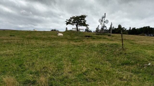 A tree looks over the trig point and the radio mast